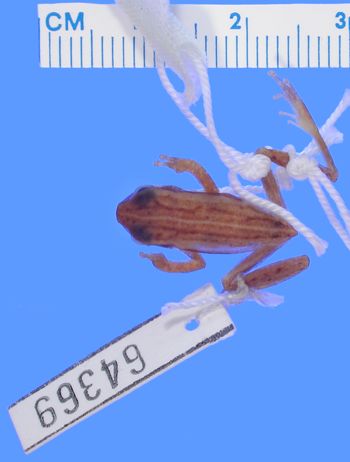 Media type: image; Herpetology A-64369